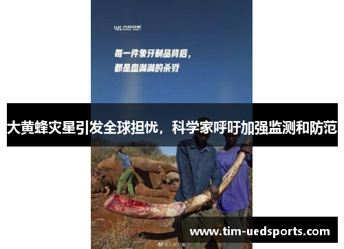 大黄蜂灾星引发全球担忧，科学家呼吁加强监测和防范